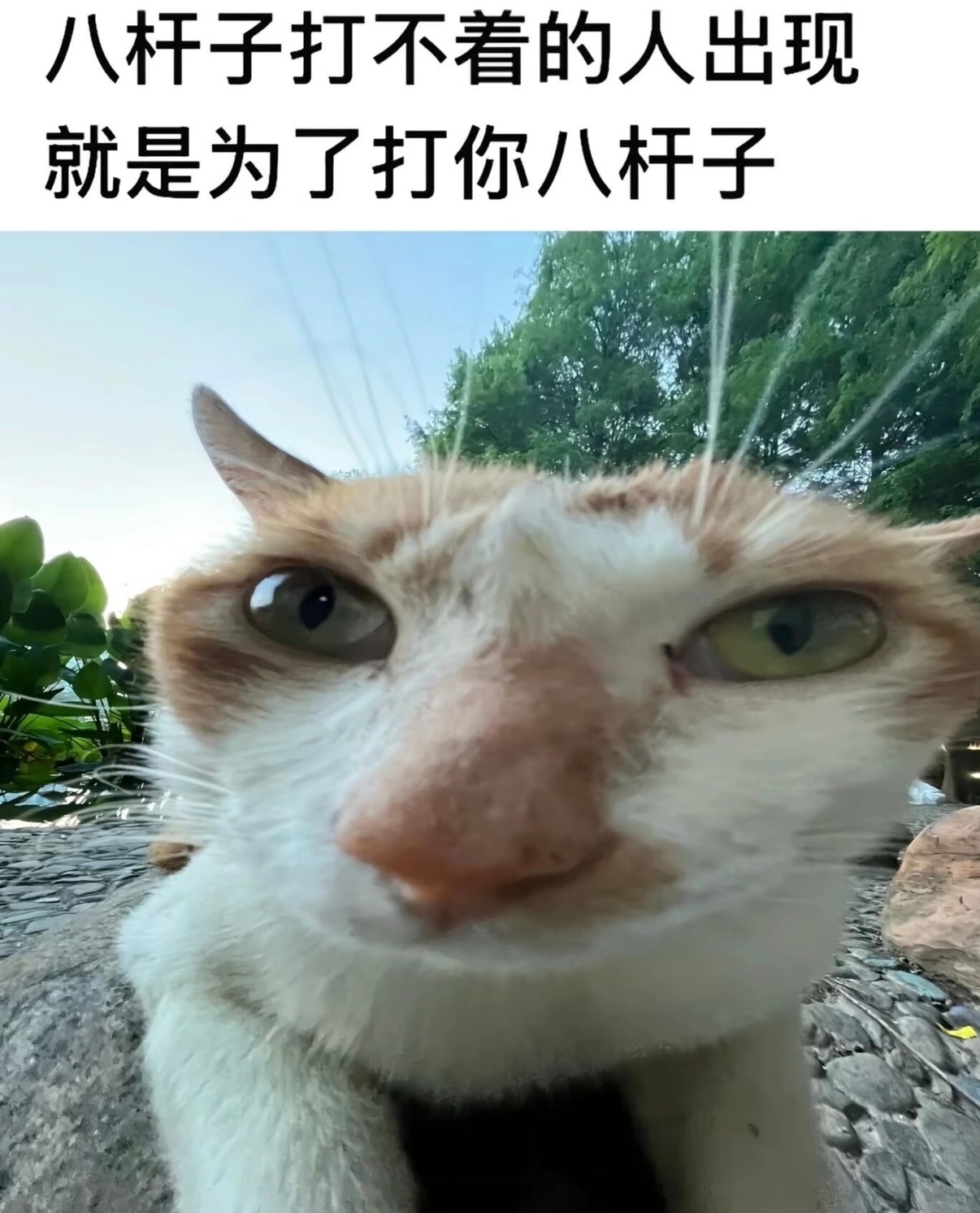分享图片 