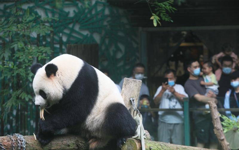 肖战除夕在微博拜年，一句“新年好！大家新年快乐，马到成功，健康顺遂”，让配图里的