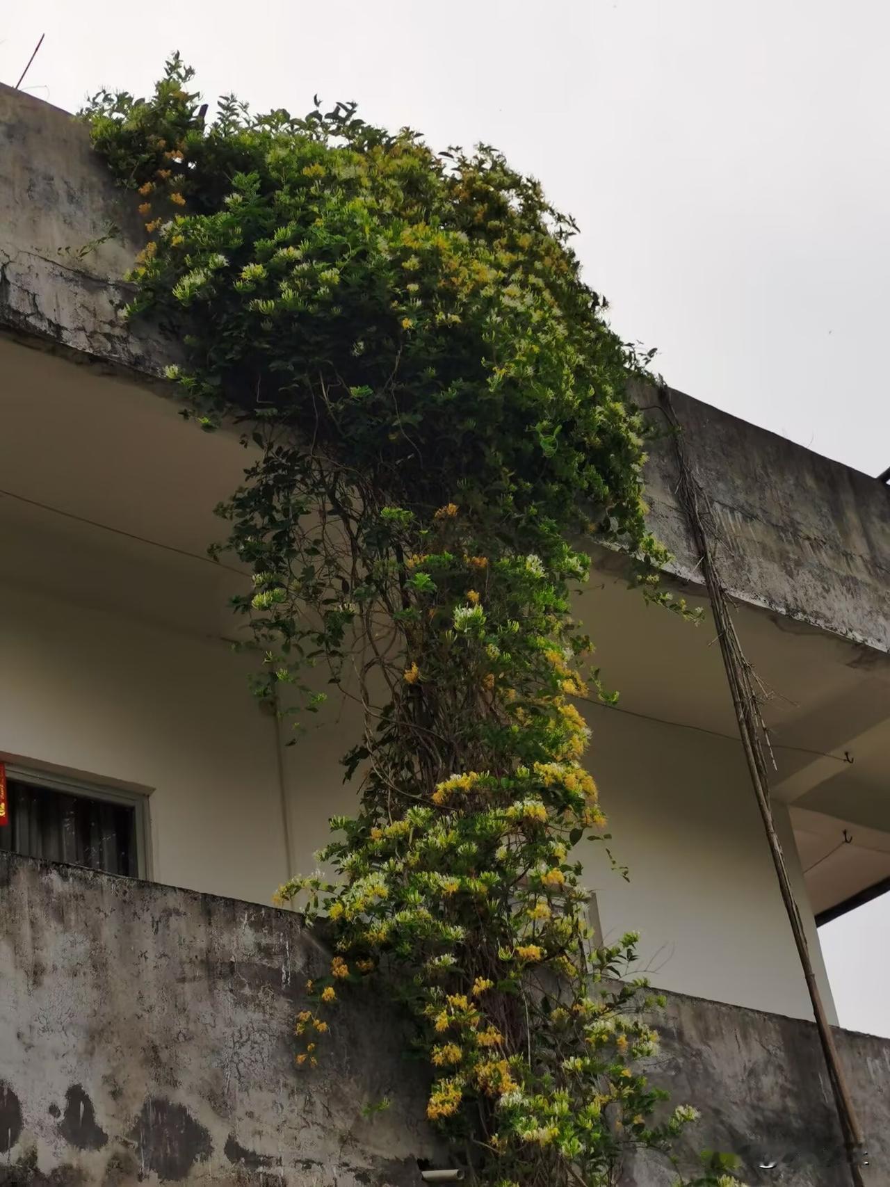 谁家种的金银花有我这个猛？我家这墙金银花直接攀爬到楼顶了！

我家这株金银花简直