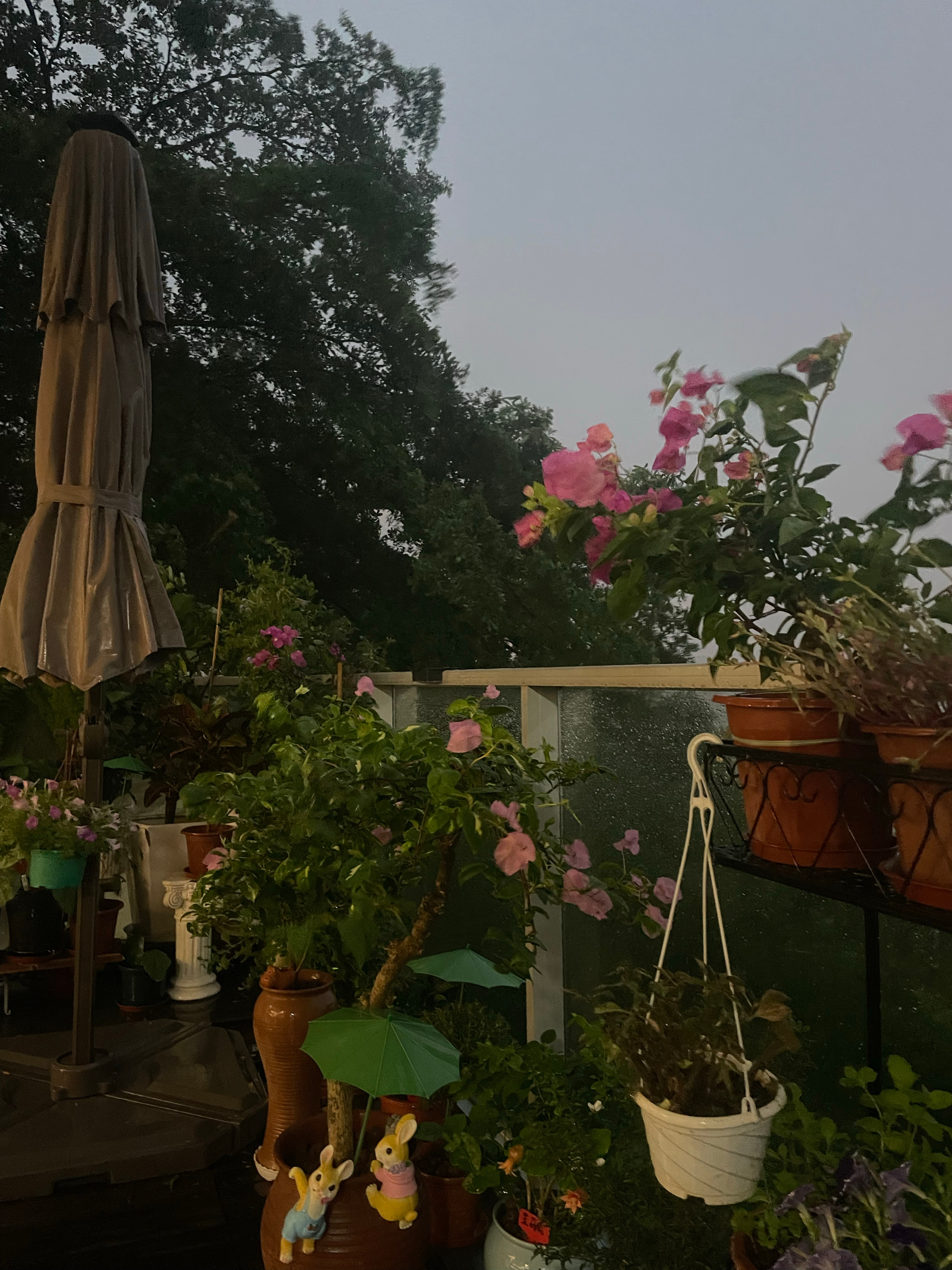 大雨来。 