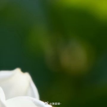 种植🌿微公益 茉莉花的种植需要注重光照、温度、土壤酸碱度及水肥管理。以下是具体