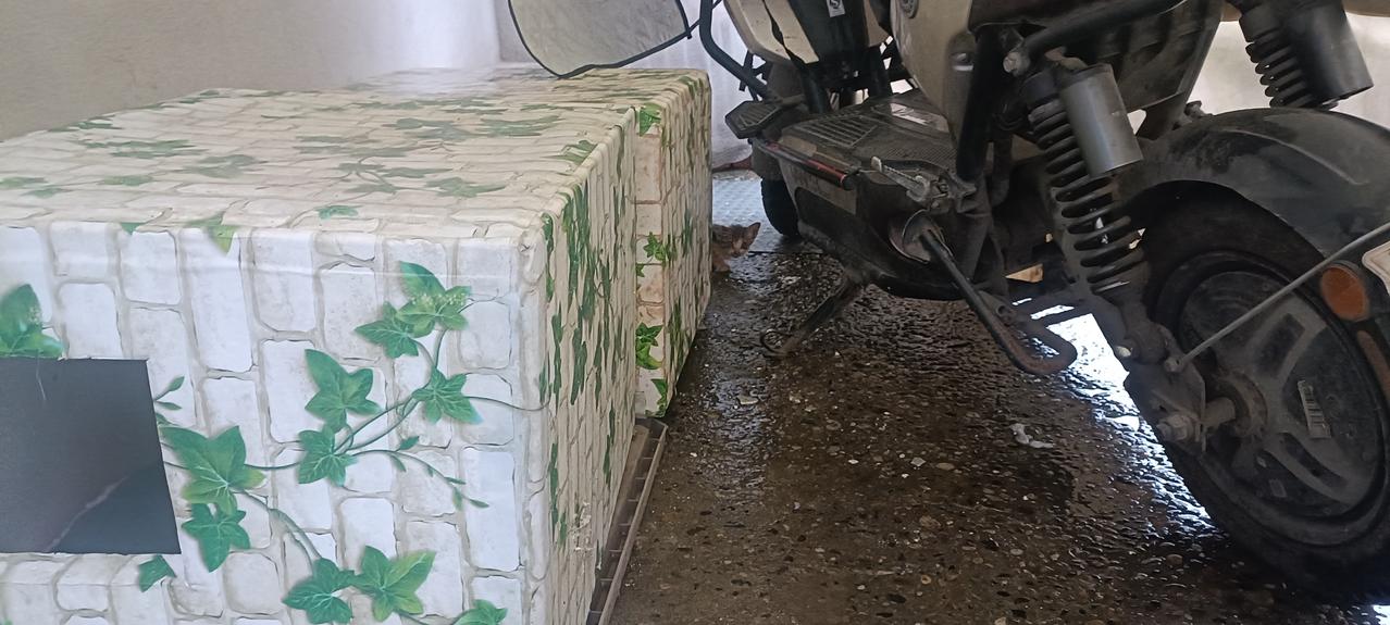 真的是扛不住了！不停让我遇到小奶猫求救，可我是真心救不起了啊！

下雨天听到门外