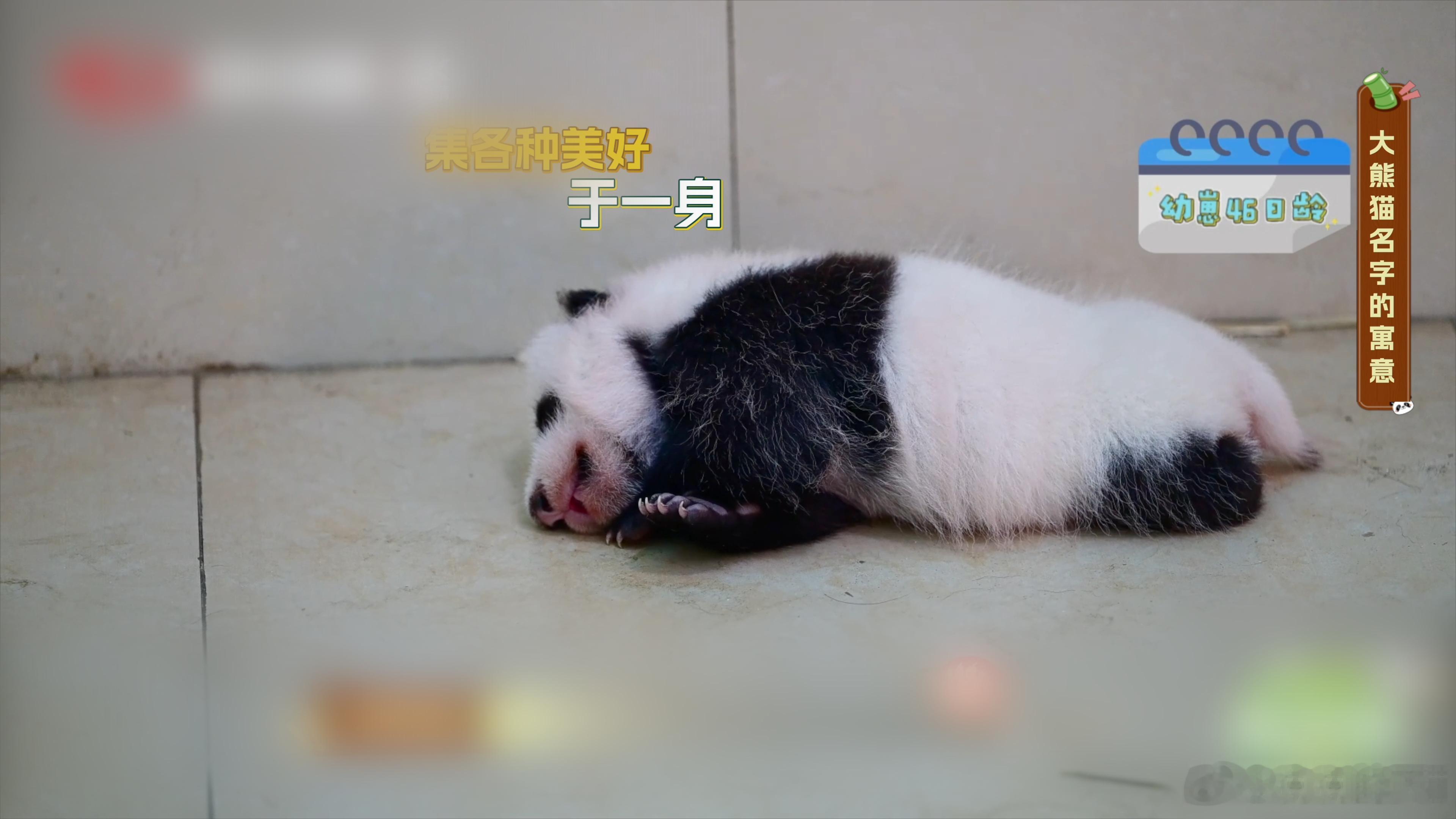 正片来啦！“紫”字辈的熊猫都是野外救助回来的老弱病残，名字背后全是一段段被温柔接