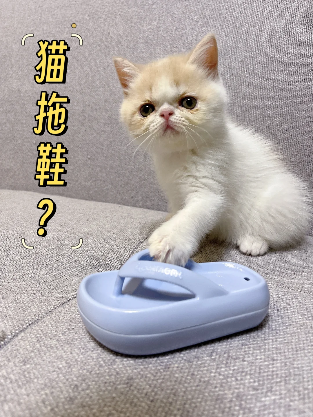 小猫咪也有盲盒开？居然还穿拖鞋？