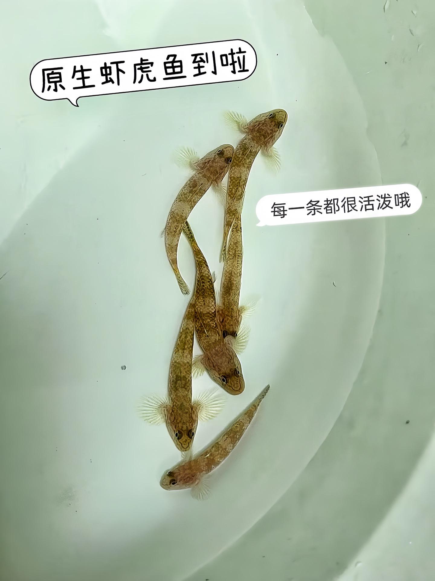 原生之光！虾虎鱼自带野性纹理与绚丽色泽，于草间石缝灵动穿梭，为原生缸注...