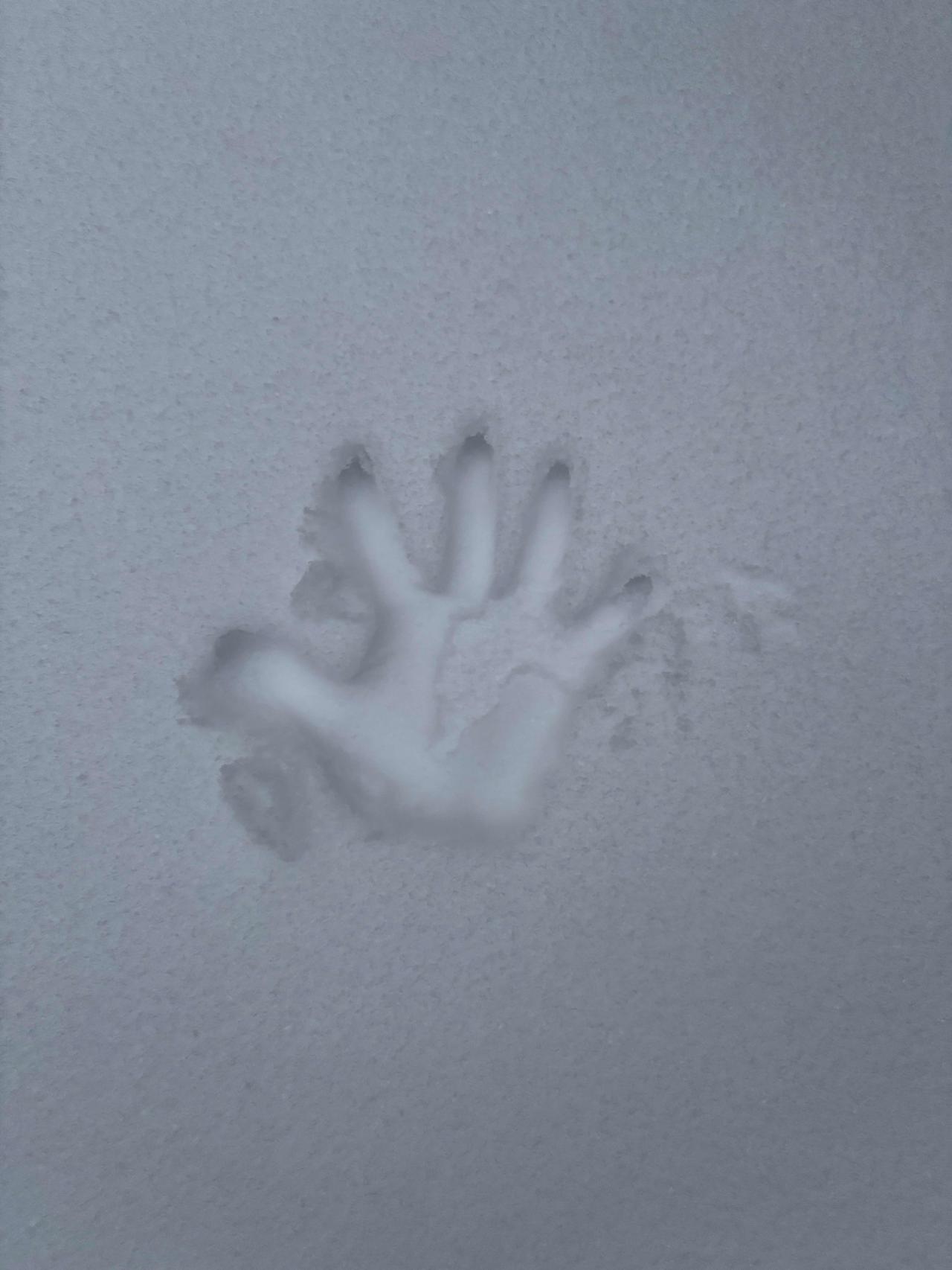 深深按下——郑州初雪落，掌印映雪留。