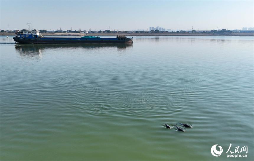 江西南昌：江豚戏清波 城拥生态美