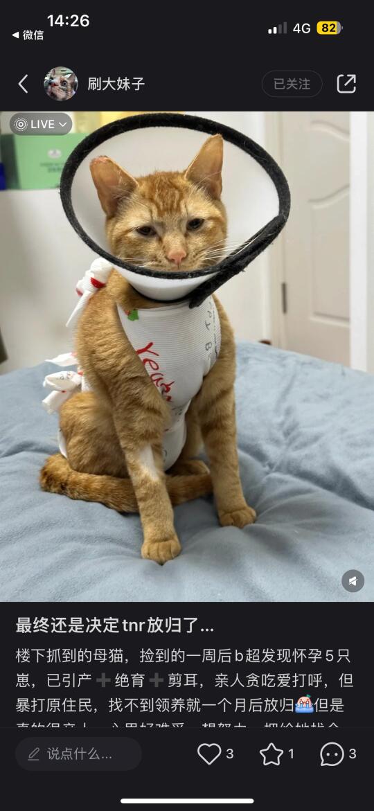 橘猫找领养