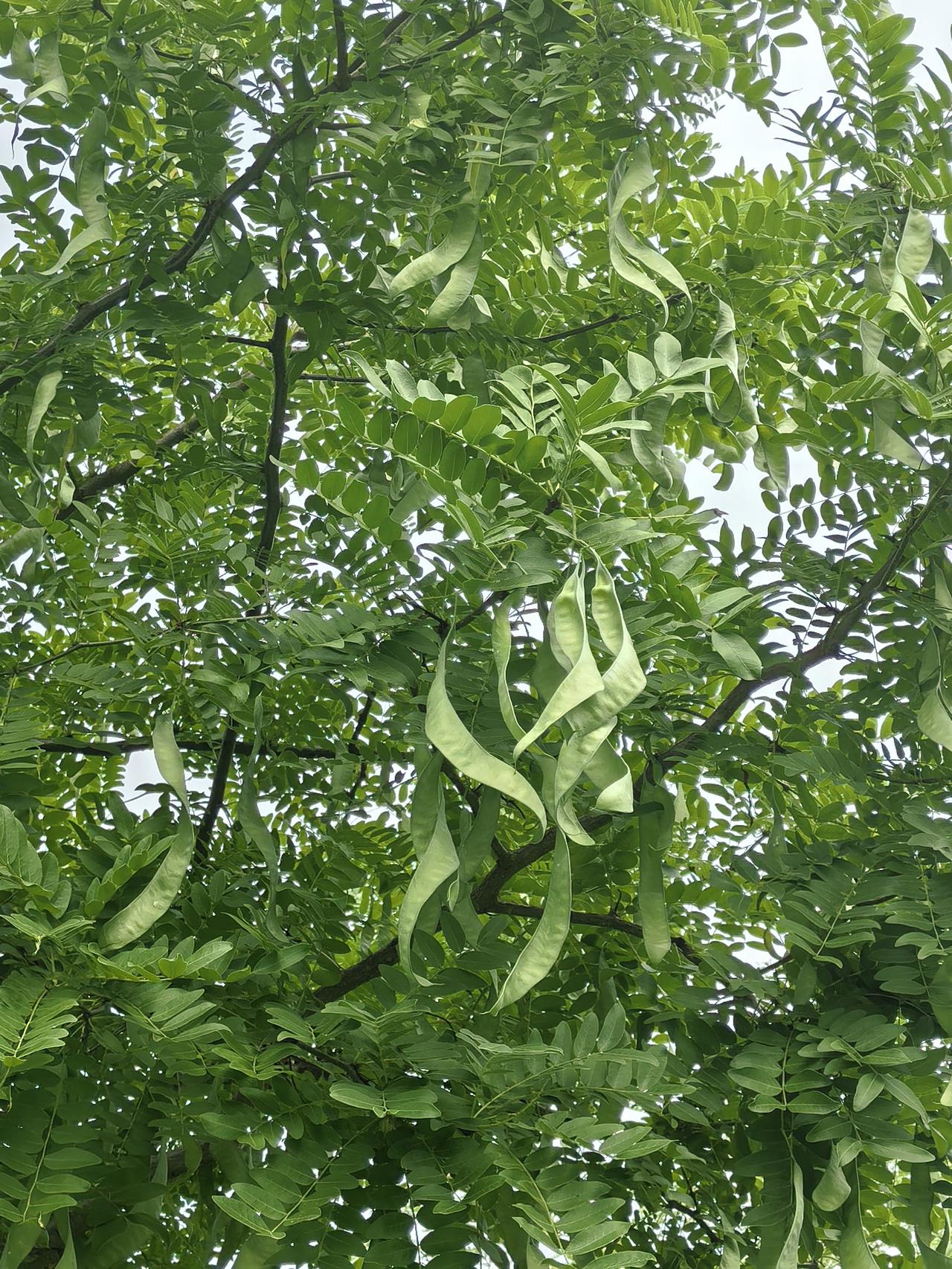 皂荚的寓意
皂荚的寓意丰富而深刻，主要有以下几点：
- 品格象征 ：它外黑内白的