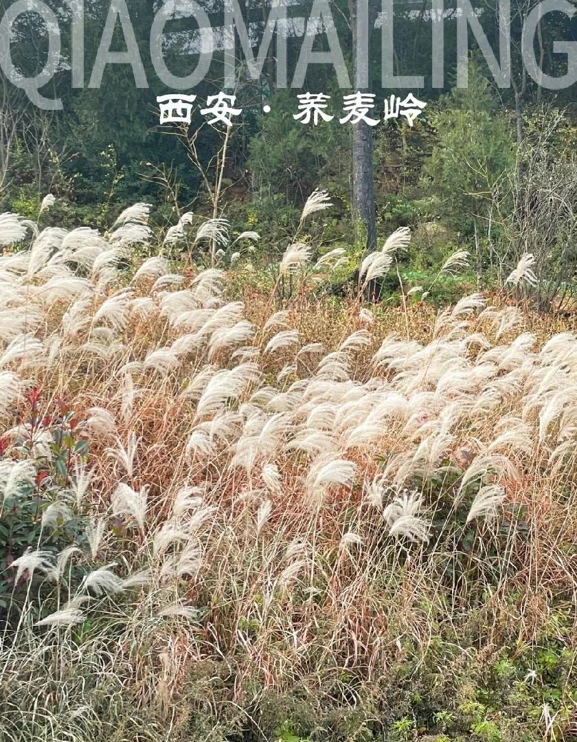 西安周末去哪｜风动草木，去山野间享受自然☀️
冬日的荞麦岭，褪去花海的喧嚣，换上