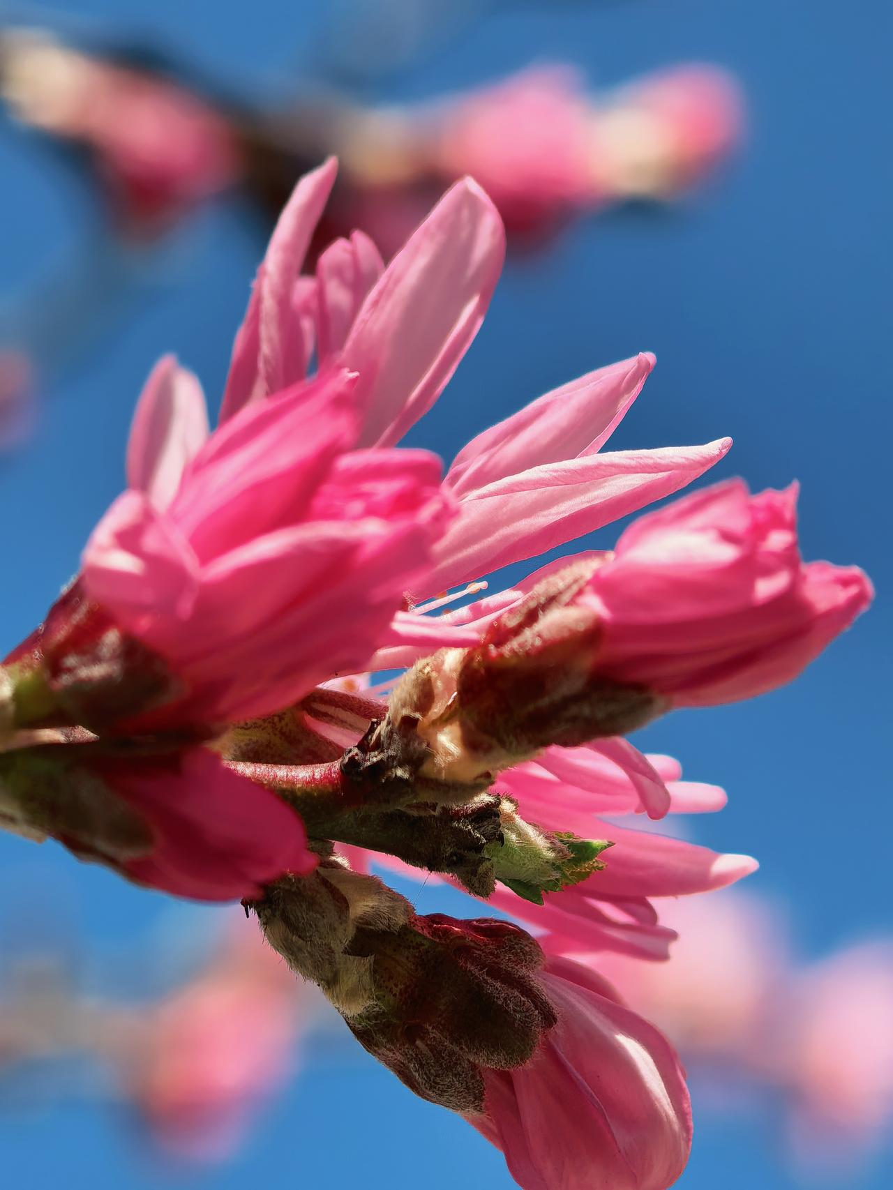 芳菲四月，花朵灿烂，粉红娇媚，扮靓春天！

昨天下午去樱花北街九号院去选窗帘，一