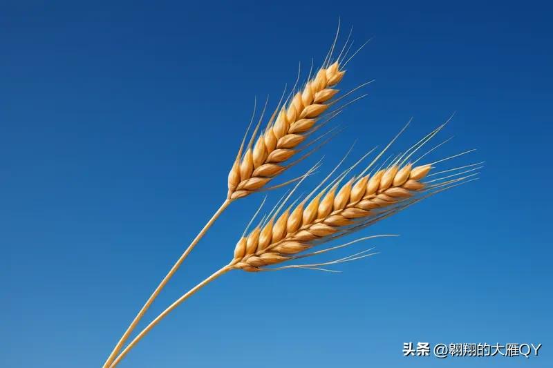 今天是四月二十五民间俗语有
收不收，且看四月二十五：此日天晴，小麦灌浆佳、收成稳