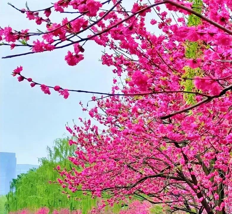 七绝新春随笔平水韵
东风昨夜到天涯，
吹暖千门万户家。
莫负春光须尽兴，
且邀亲