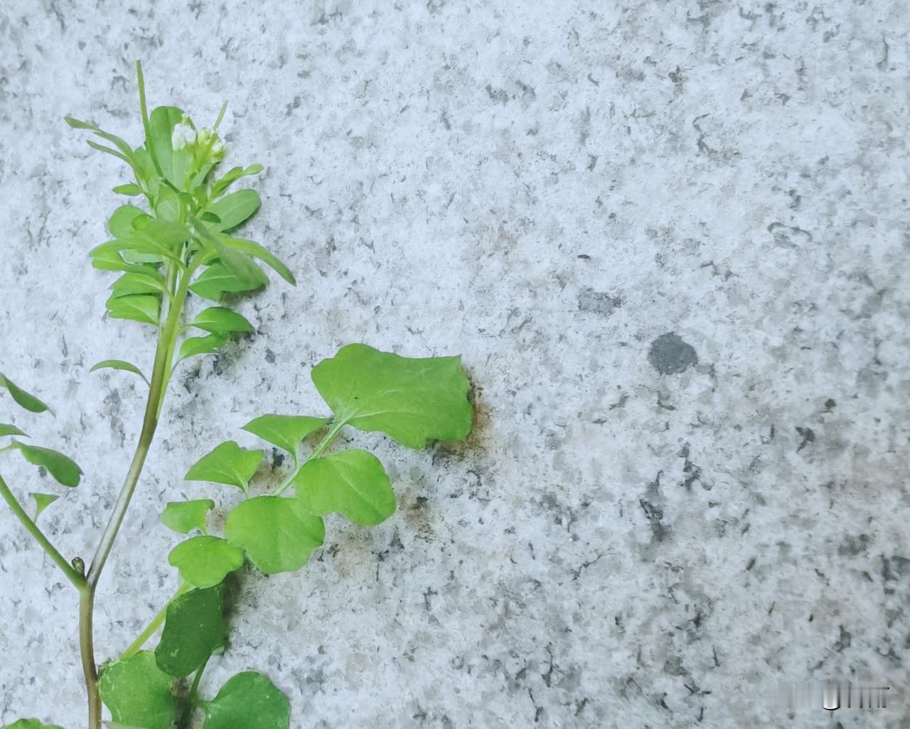 阅读分享：
      “买了别比价，爱了别猜疑，散了别诋毁”，短短三句话，道尽