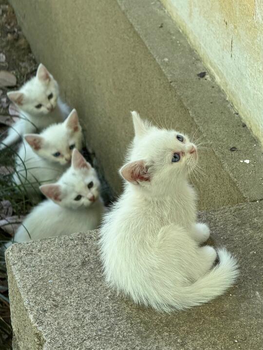 苏州｜复制黏贴的小白咪🐱也太太太太可爱啦！