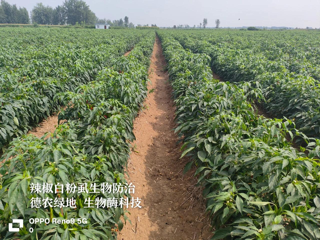 【德农绿地·白粉虱】德农科技：日前辣椒产区病虫害偏重发生，尤其白粉虱多次用药防治