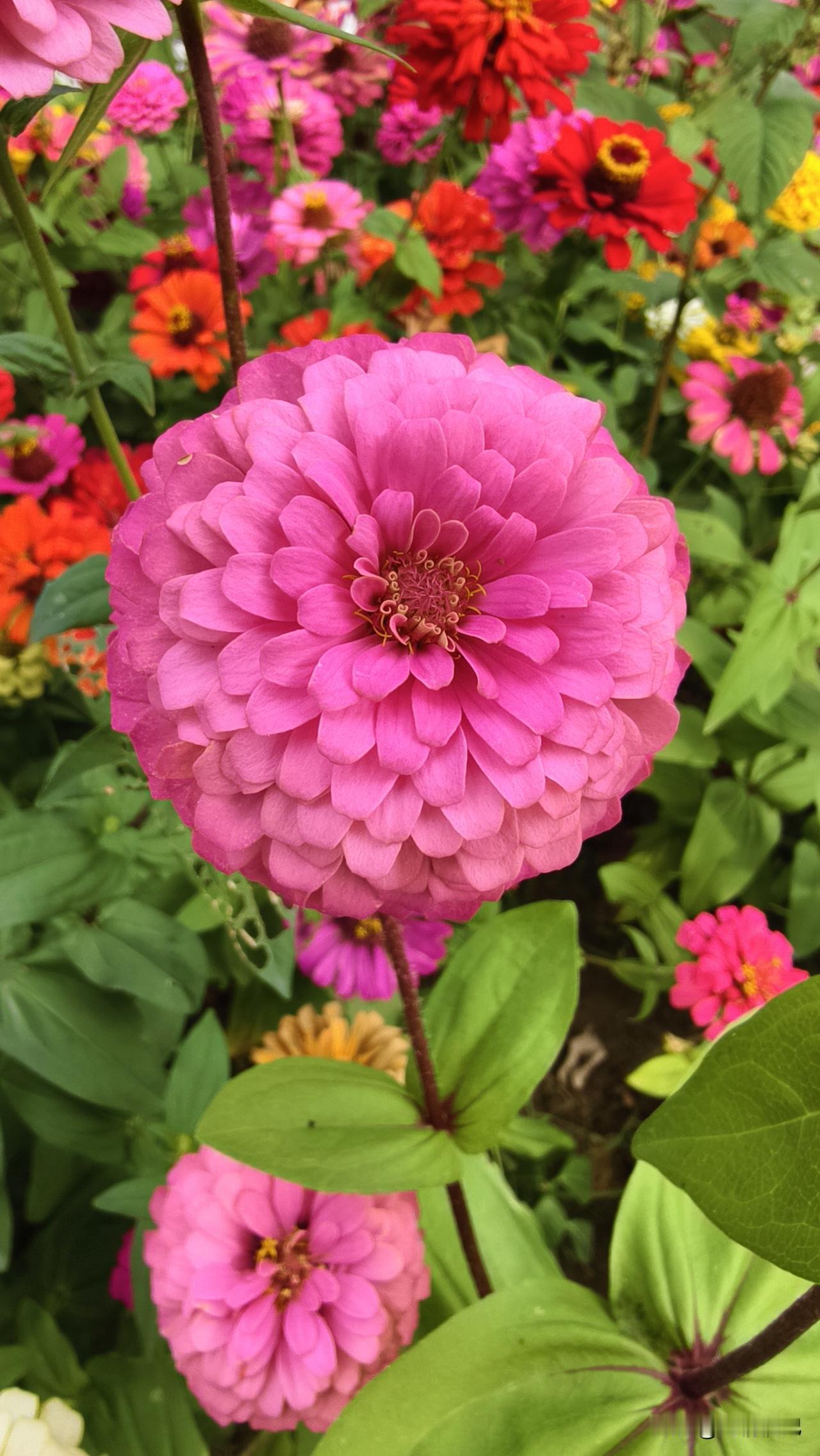 短剧为啥突然就火了？因为我们“累”了

说实话，现在打开手机，到处都是那种几十集