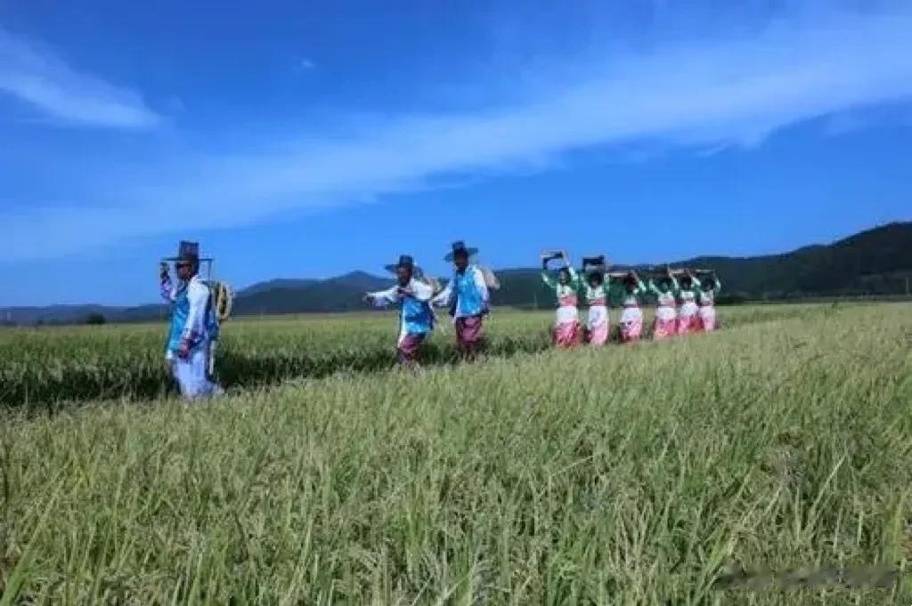 东北地区水稻种植的第一功臣！
近代，水田在中国东北地区的出现是朝鲜移民传播水稻种