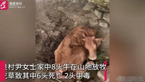 在湖南邵阳，一女子饲养的8头西门塔尔牛中，6头突然死掉，剩下的2头也奄奄一息，她
