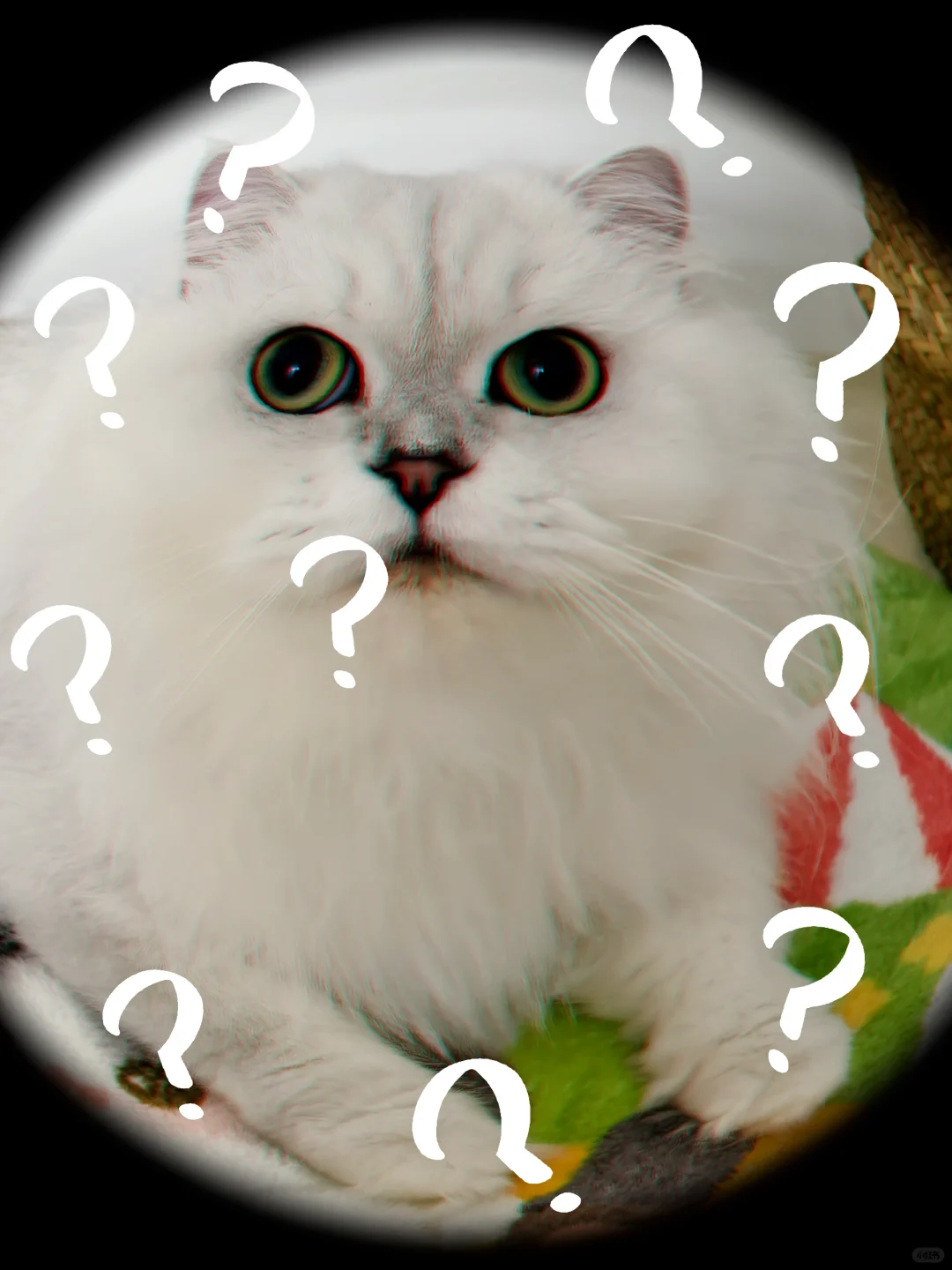 你家的小猫咪每天都在干啥呢