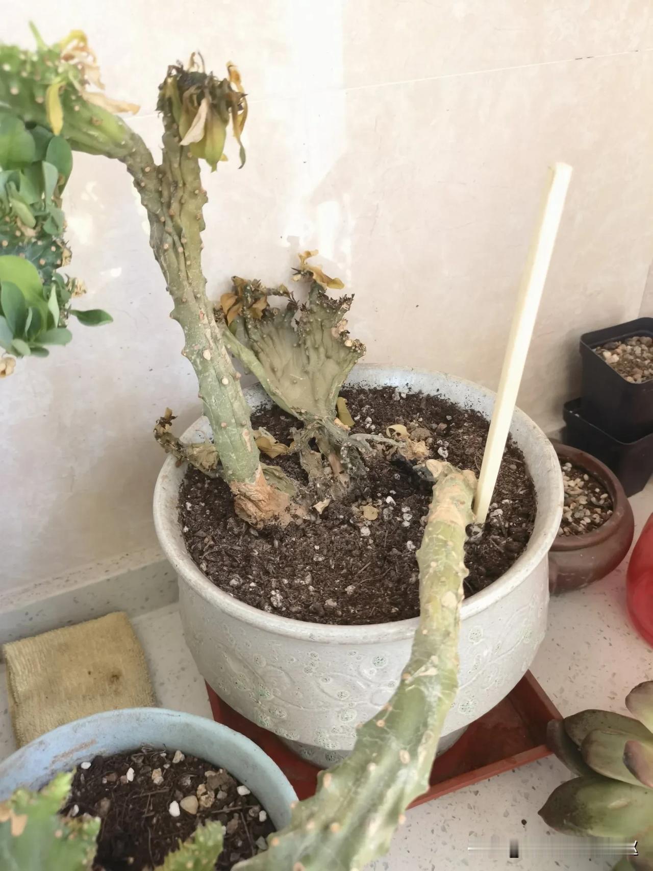 扦插的麒麟掌没成功，今天一看芭比Q了