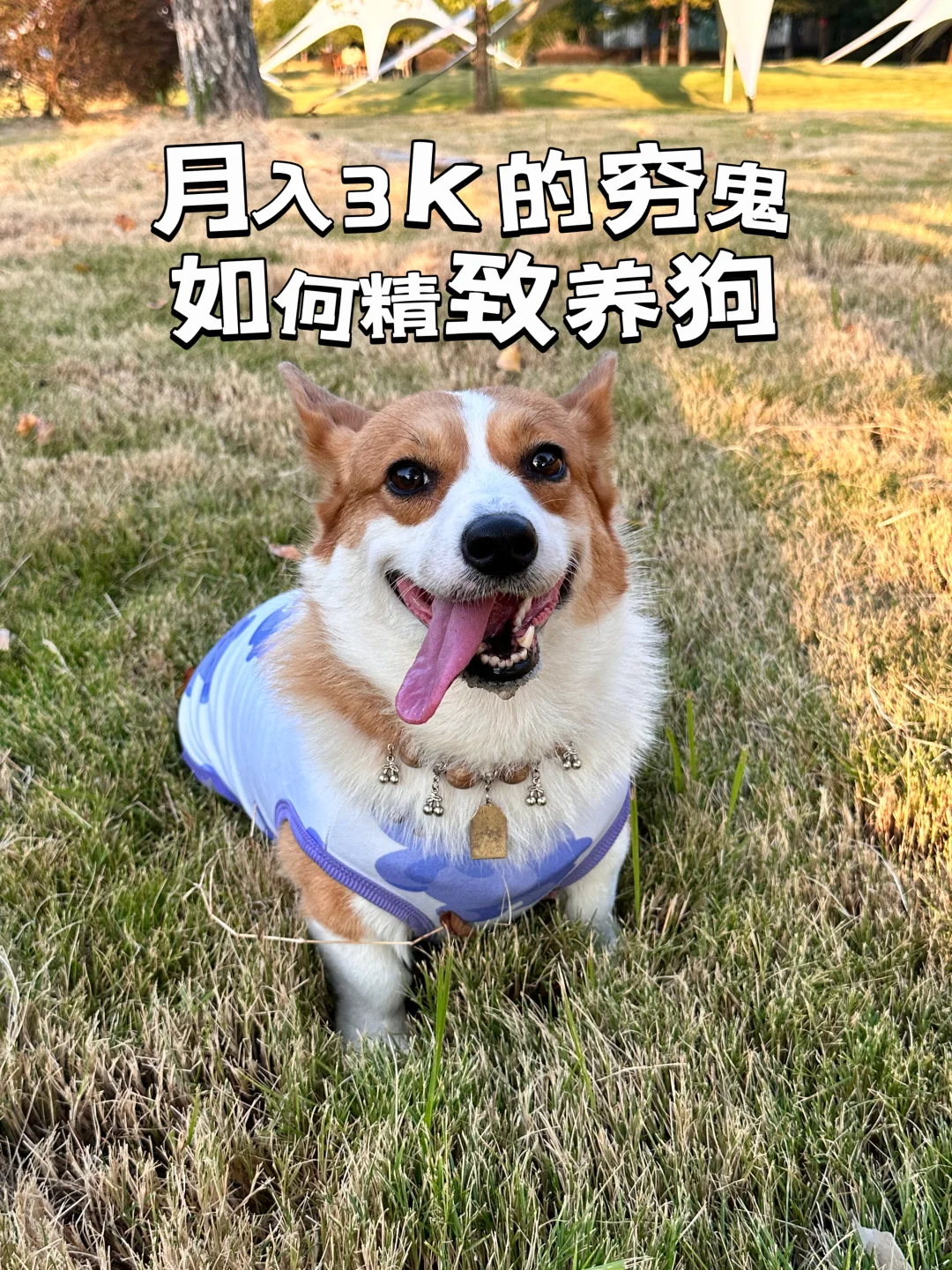 干货分享｜月入3k的穷鬼如何精致养狗