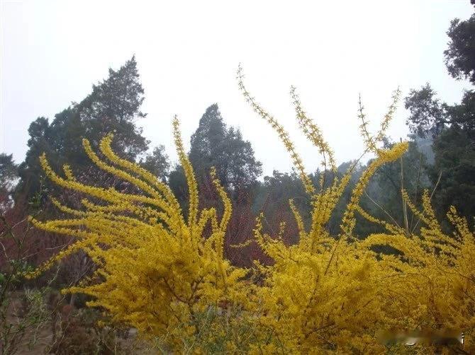 ｜中药小识：春日一抹黄—姐妹花
连翘花和迎春花，花容相似。区别有很多，最直观的、