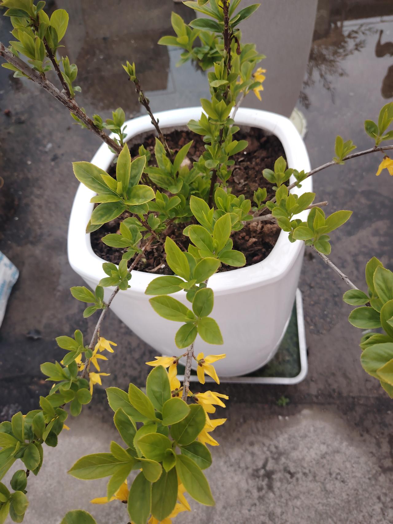 欣赏一下你捕捉的花朵之美不待暖春浓，率先绽枝头。这盆迎春花，以一抹金黄，告诉我们