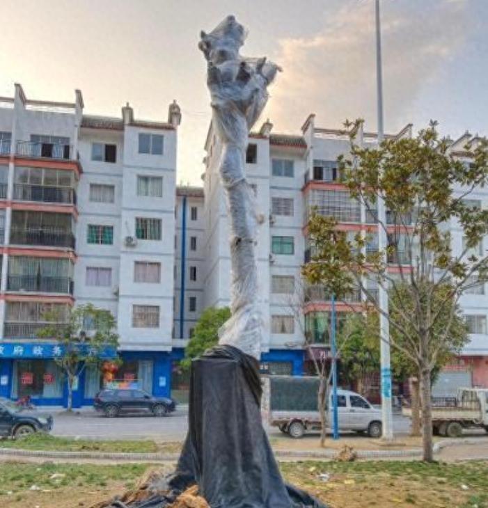 多地几乎被采挖绝迹，2022年贵州一株被连根盗挖，后在山庄内找到
2022年贵州