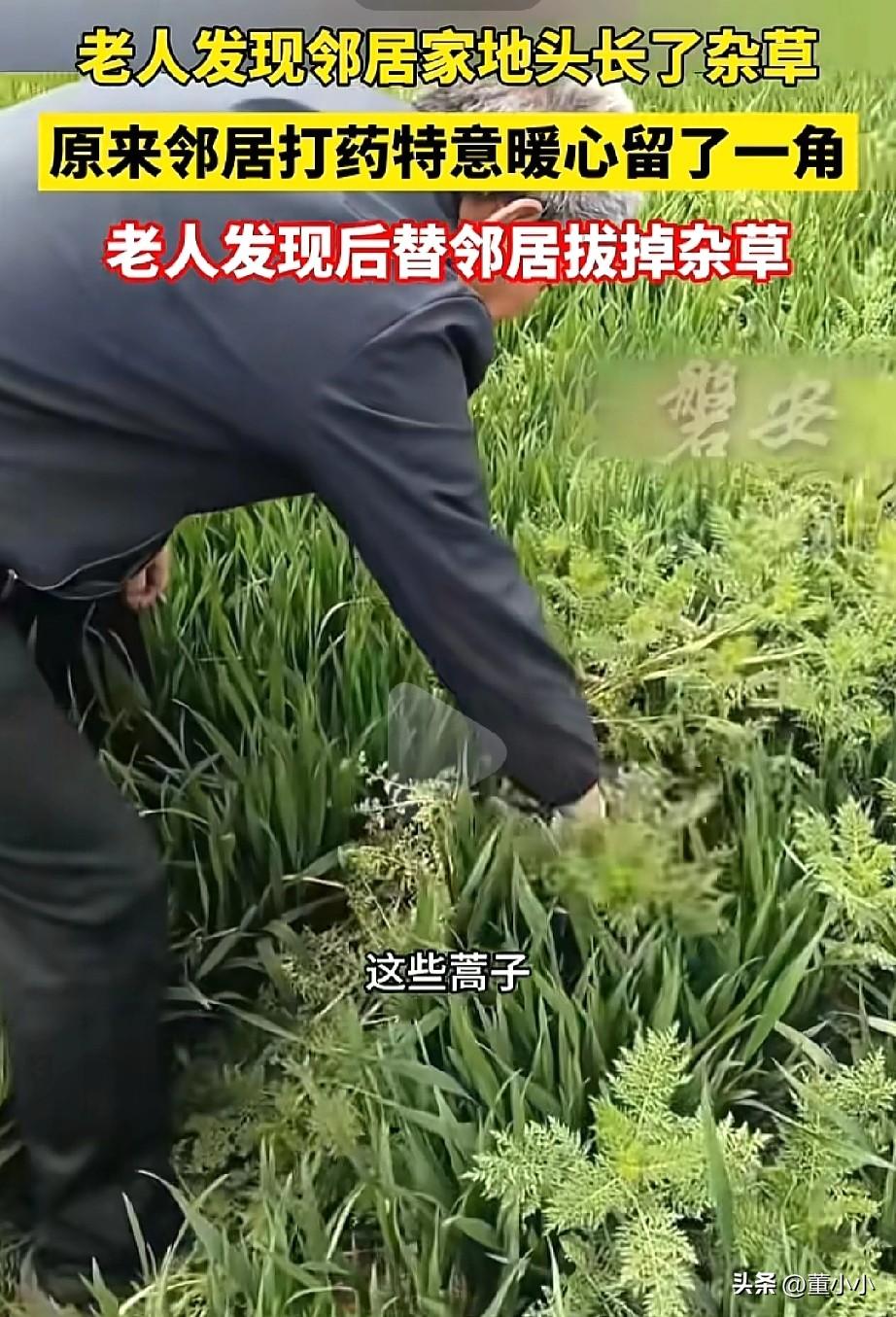 你敬我一尺，我敬你一丈！老人发现邻居家地头长满了杂草，得知邻居的举动后，老人连忙