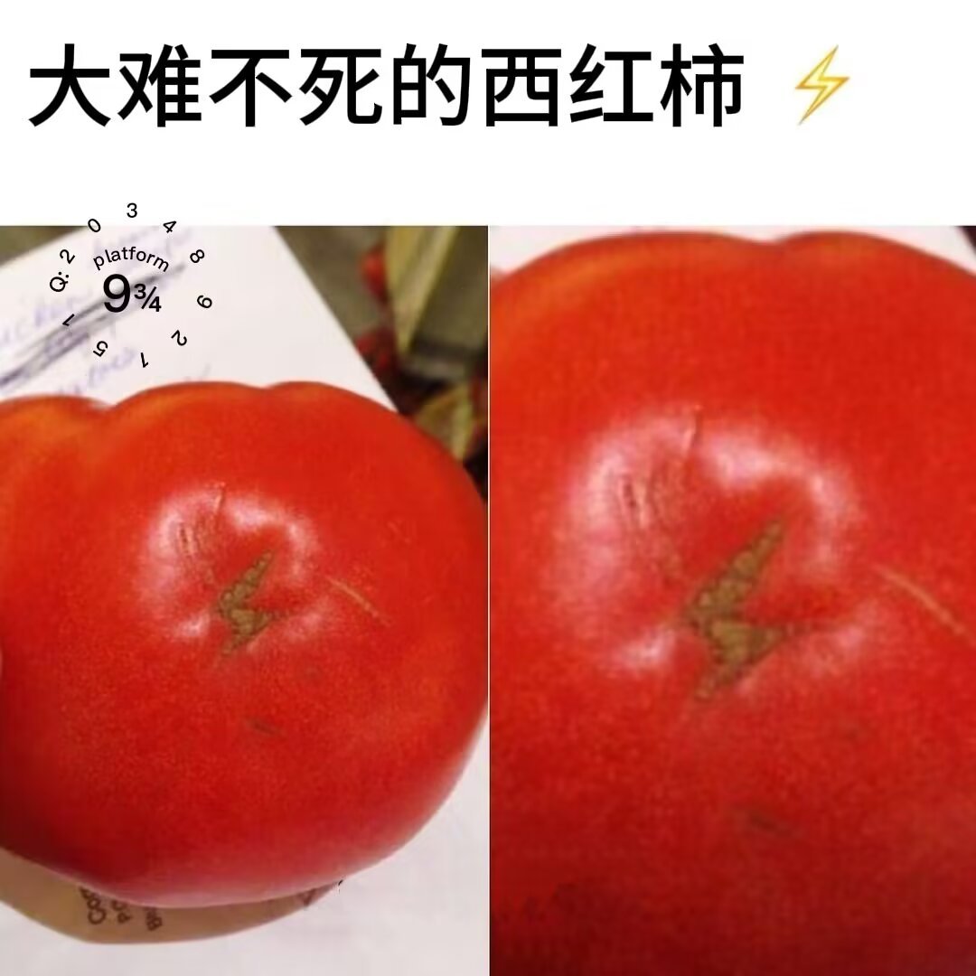 5595大难不死的西红柿⚡️ 