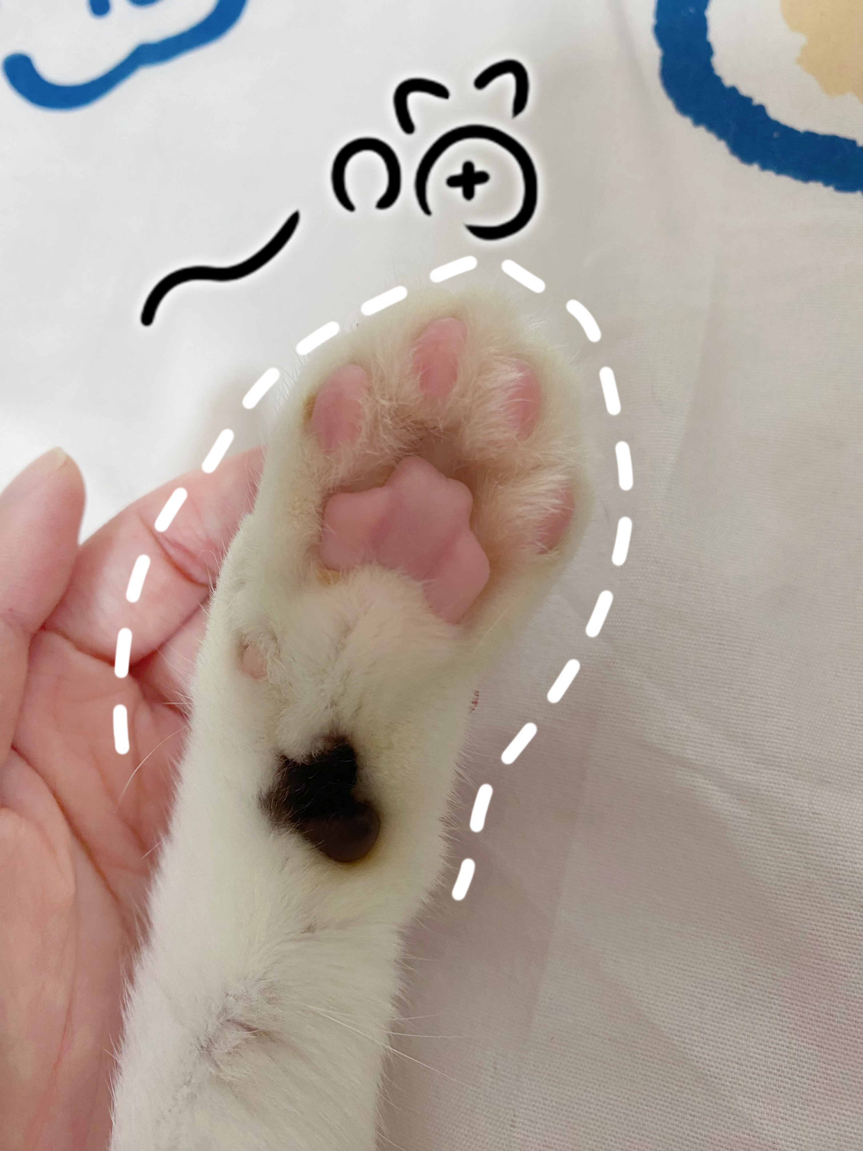 噗叽的爪爪可以随便亲，因为她不埋屎
