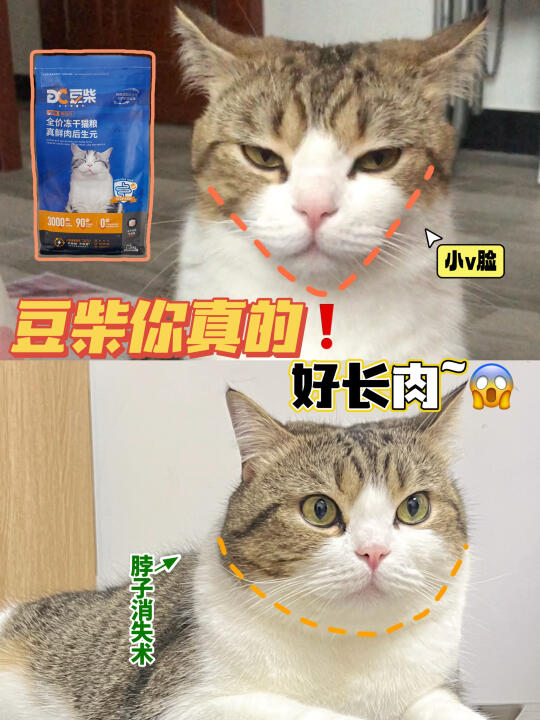 这猫粮真是绝了❗瘦猫直接逆袭煤气罐