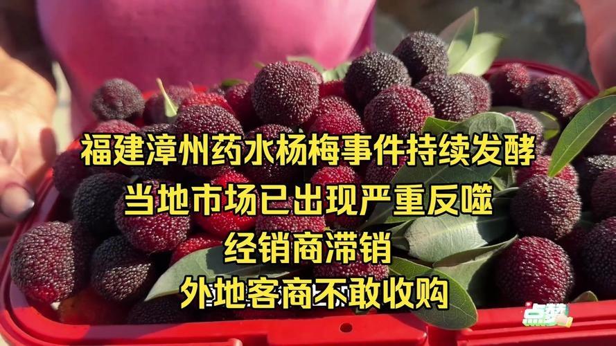 漳州“药水杨梅”发酵！市场反噬狠，果农哭断肠，整治来得急
 
5月17日，福建漳