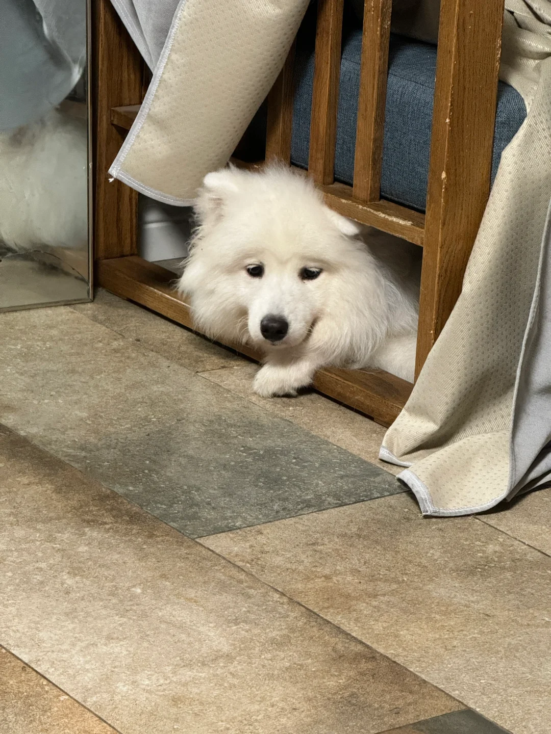 小狗在干嘛