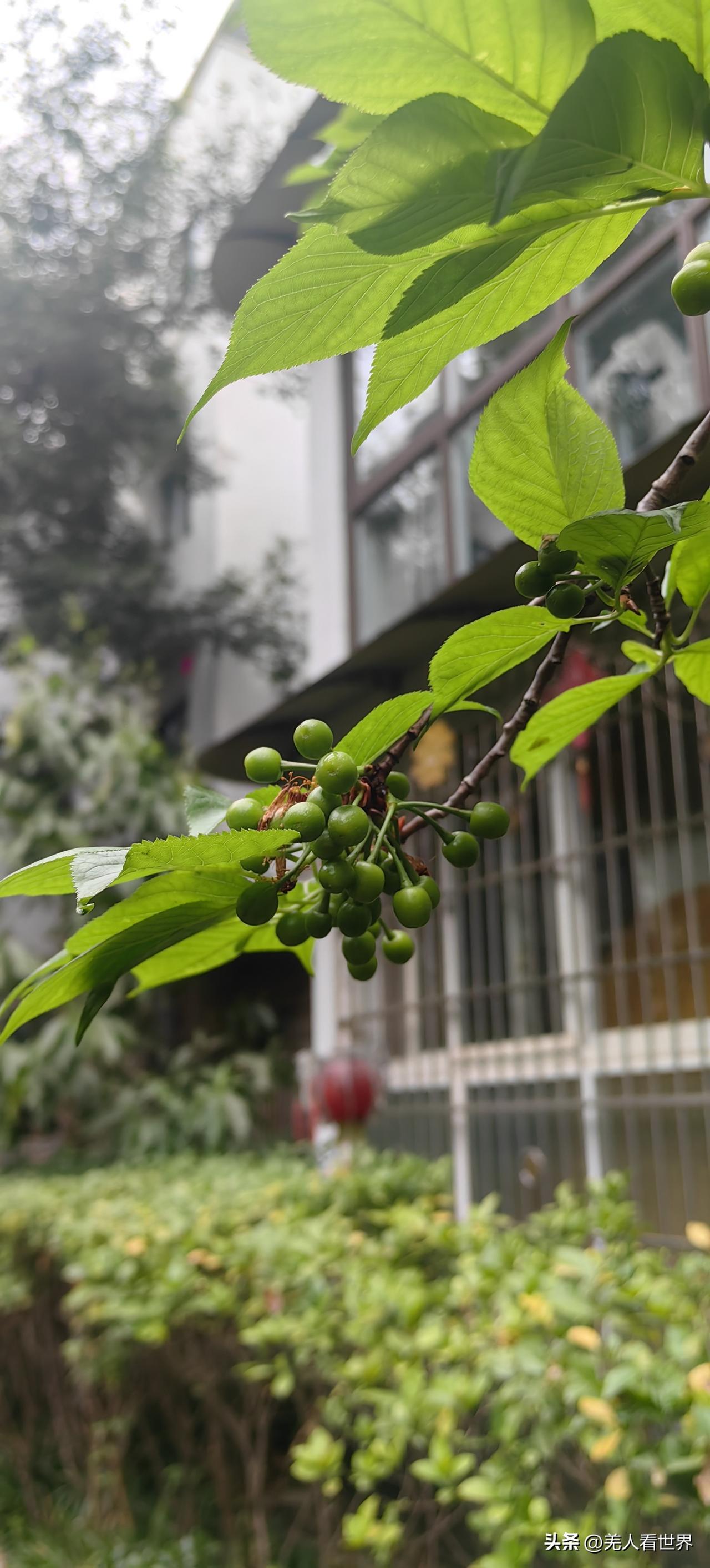 青果缀枝，叶底藏春。
未熟的心事，
正等一场夏的滚烫。