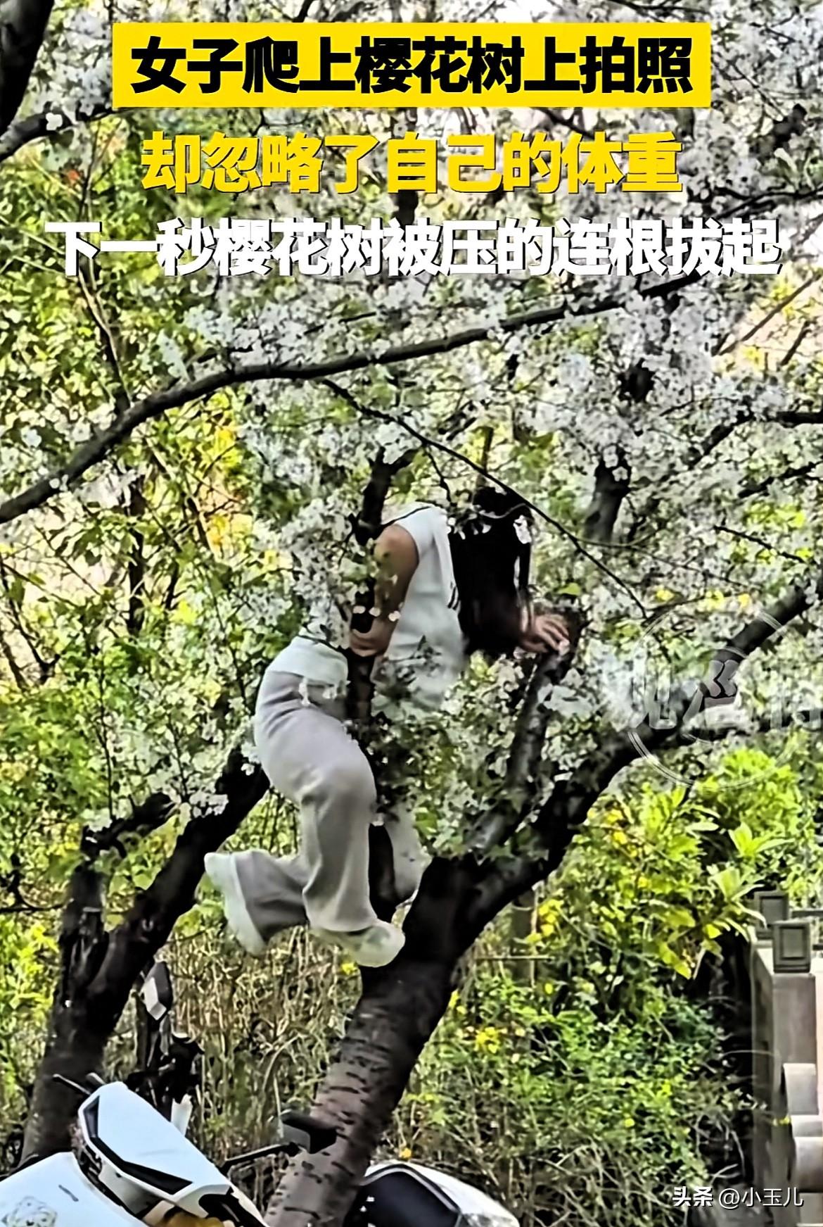 这女子彻底火了！上海，女子看到公园樱花树好看，就想着爬到树上拍美照，谁知照片没拍