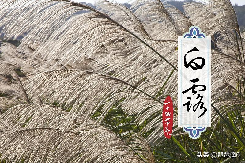 白露怎么过
 白露真的是一年里最有诗意的节气，连名字本身都像半阕没写完的小词。