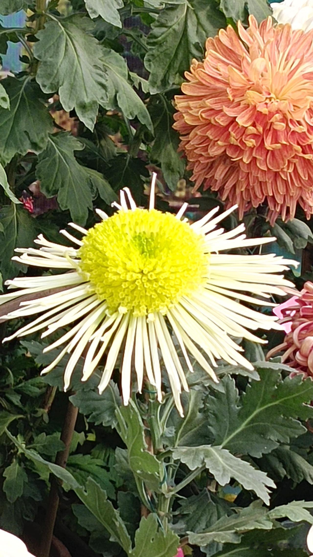 霜重愈从容，立尽西风。
非桃非李自雍容。
百卉凋残君独艳，笑在寒丛。

何惧岁华