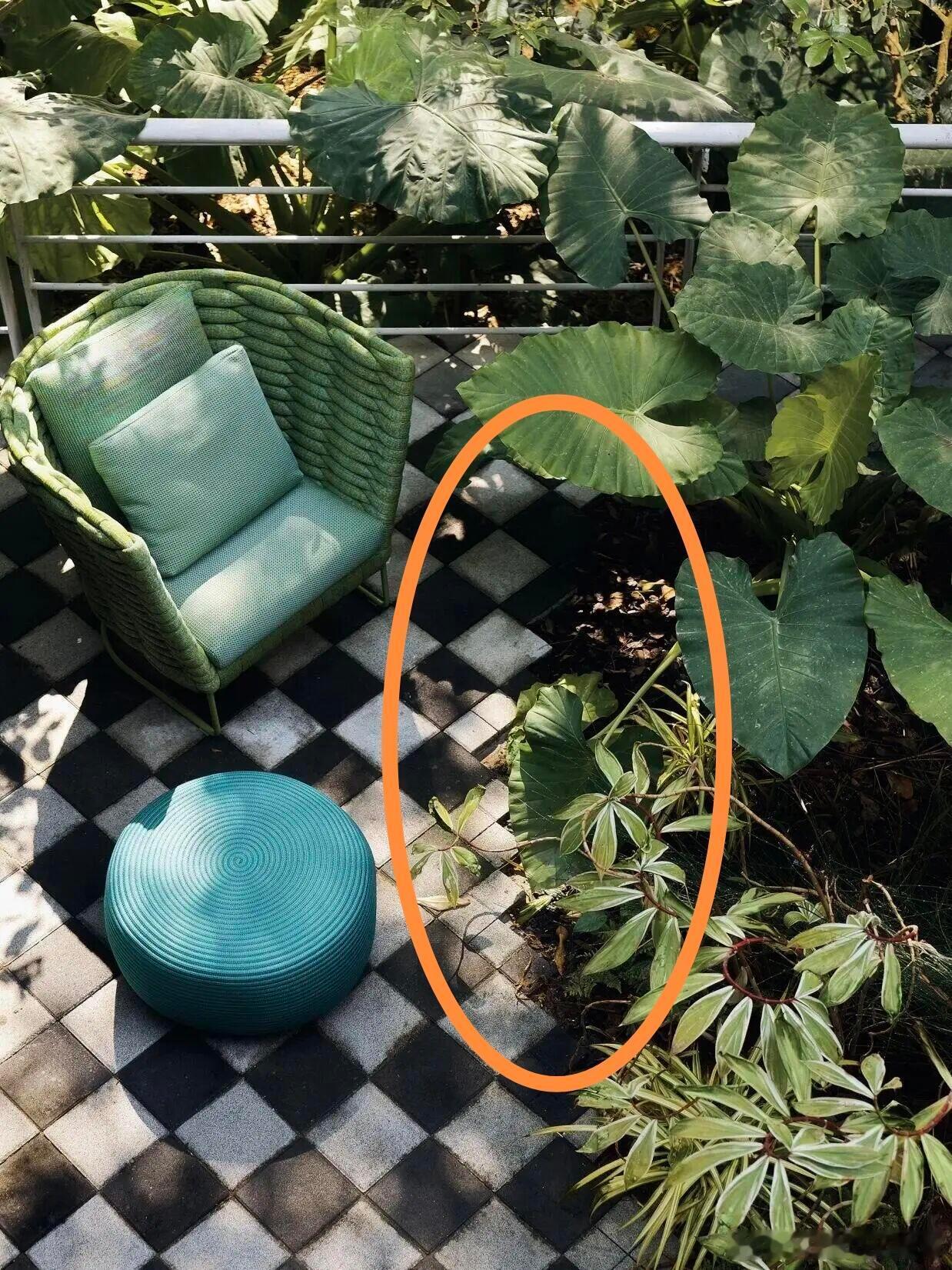 王石田朴珺的豪宅，居然用假书！ 