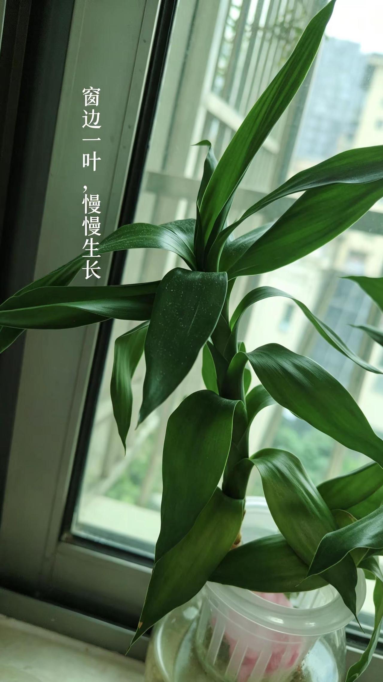  窗台养的观音竹，默默抽新叶。看着它慢慢长大，所有烦心事都静下来了。你们养的绿植