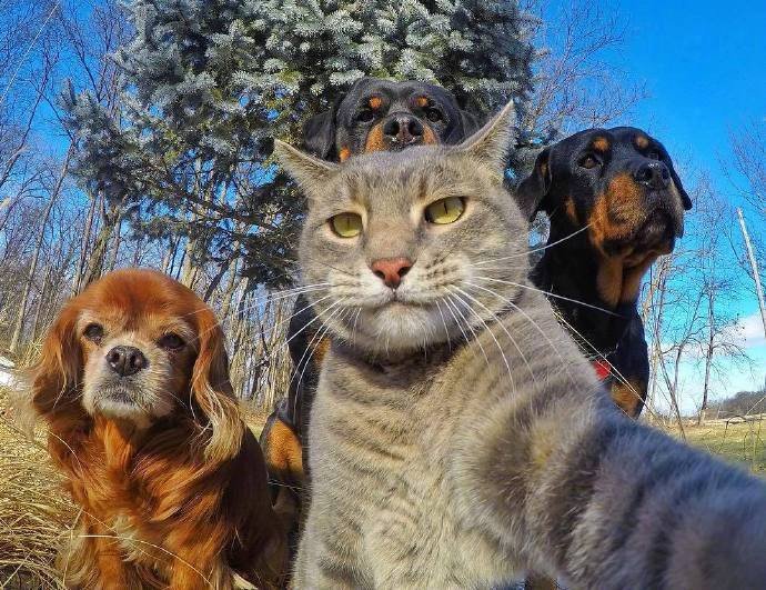 这是我见过最会自拍的猫咪！！！大哥很冷酷，而且大哥莫得感情！！！​​​​