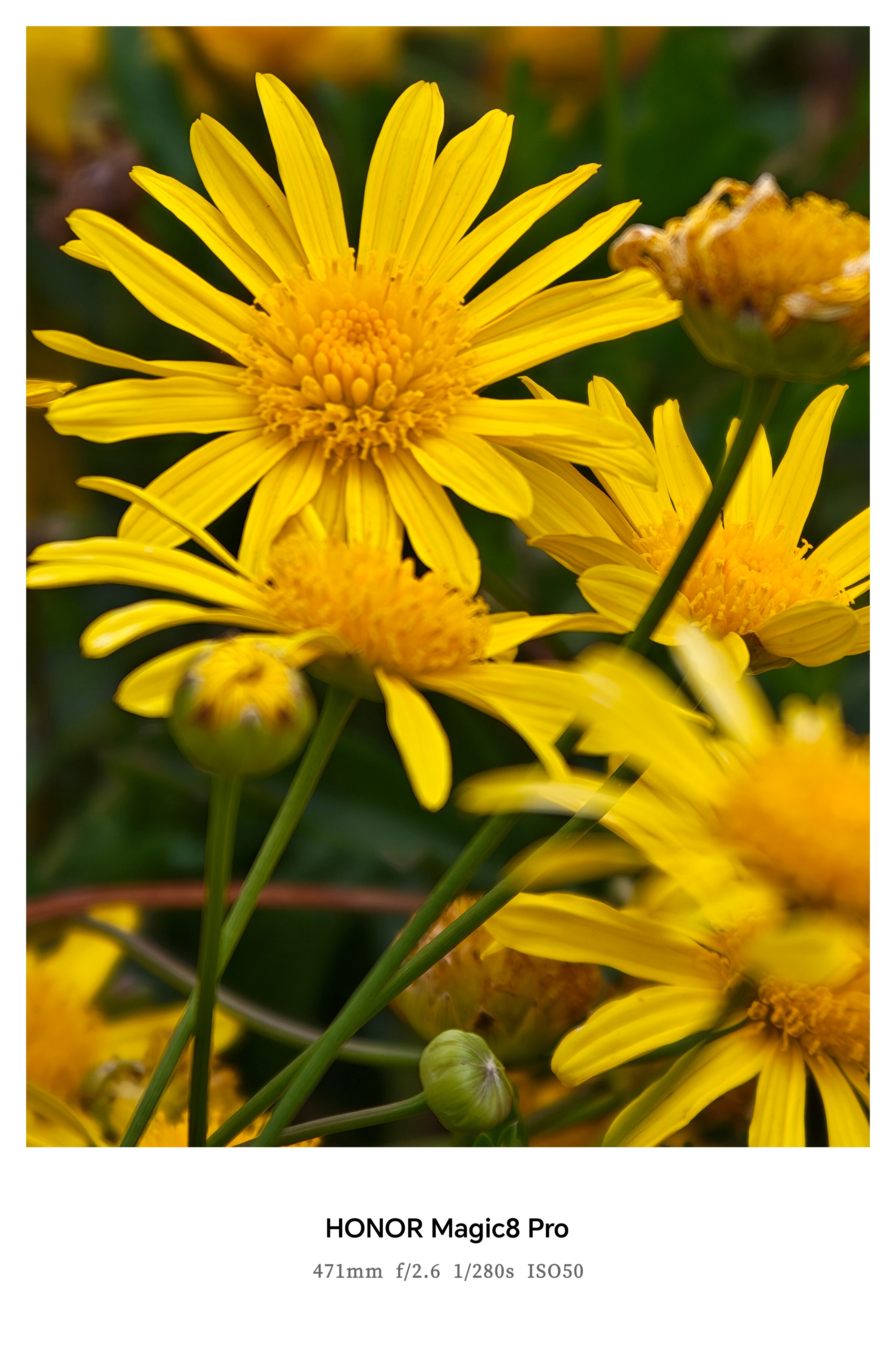 谁懂这次换手机的意义苍了天！换了荣耀Magic8才知道什么是摄影巅峰体验！鲜花绽