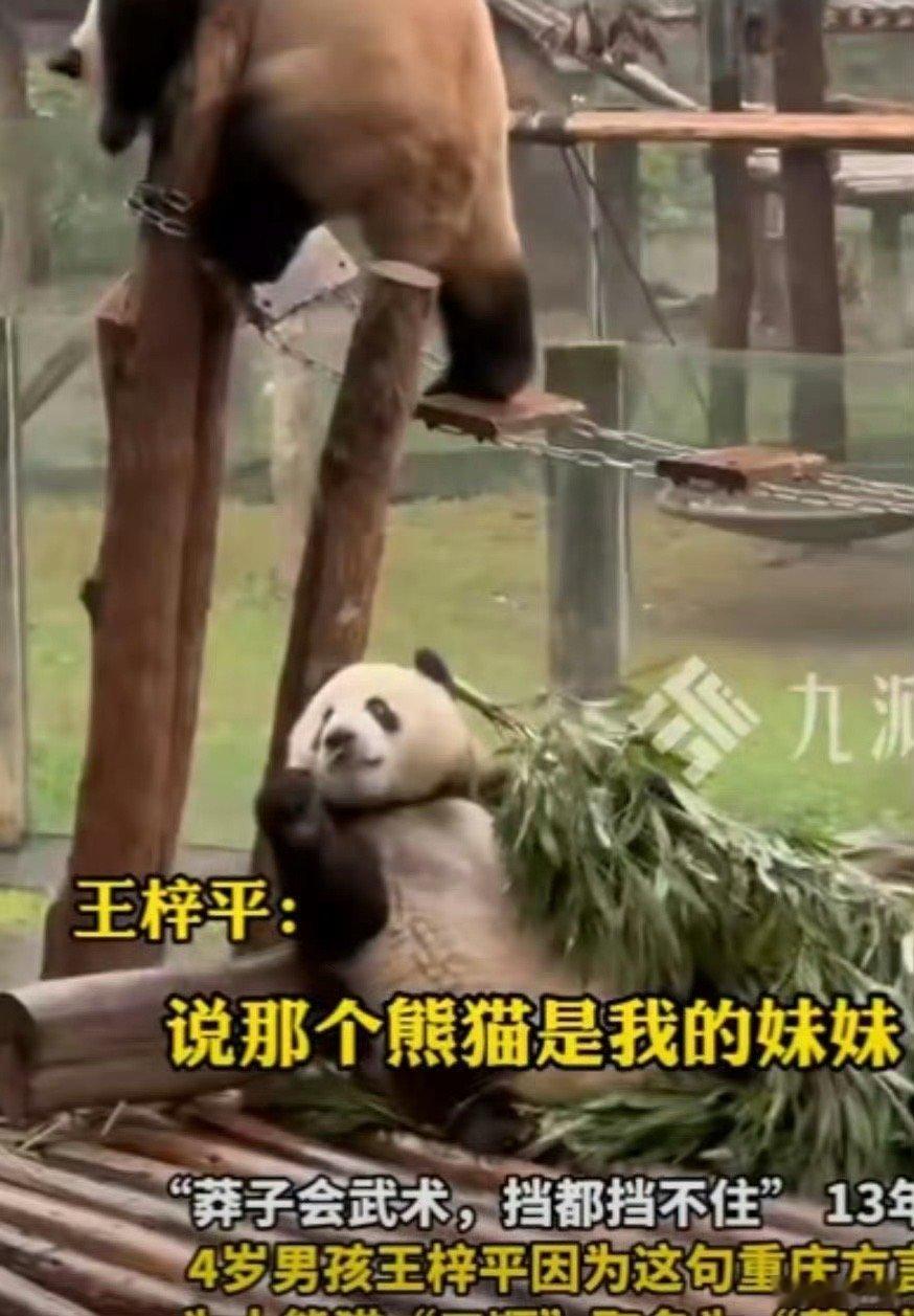 天津女子为每天见莽灿灿移居重庆 位女子因为对莽灿灿的深深喜爱，竟然做出了移居重庆
