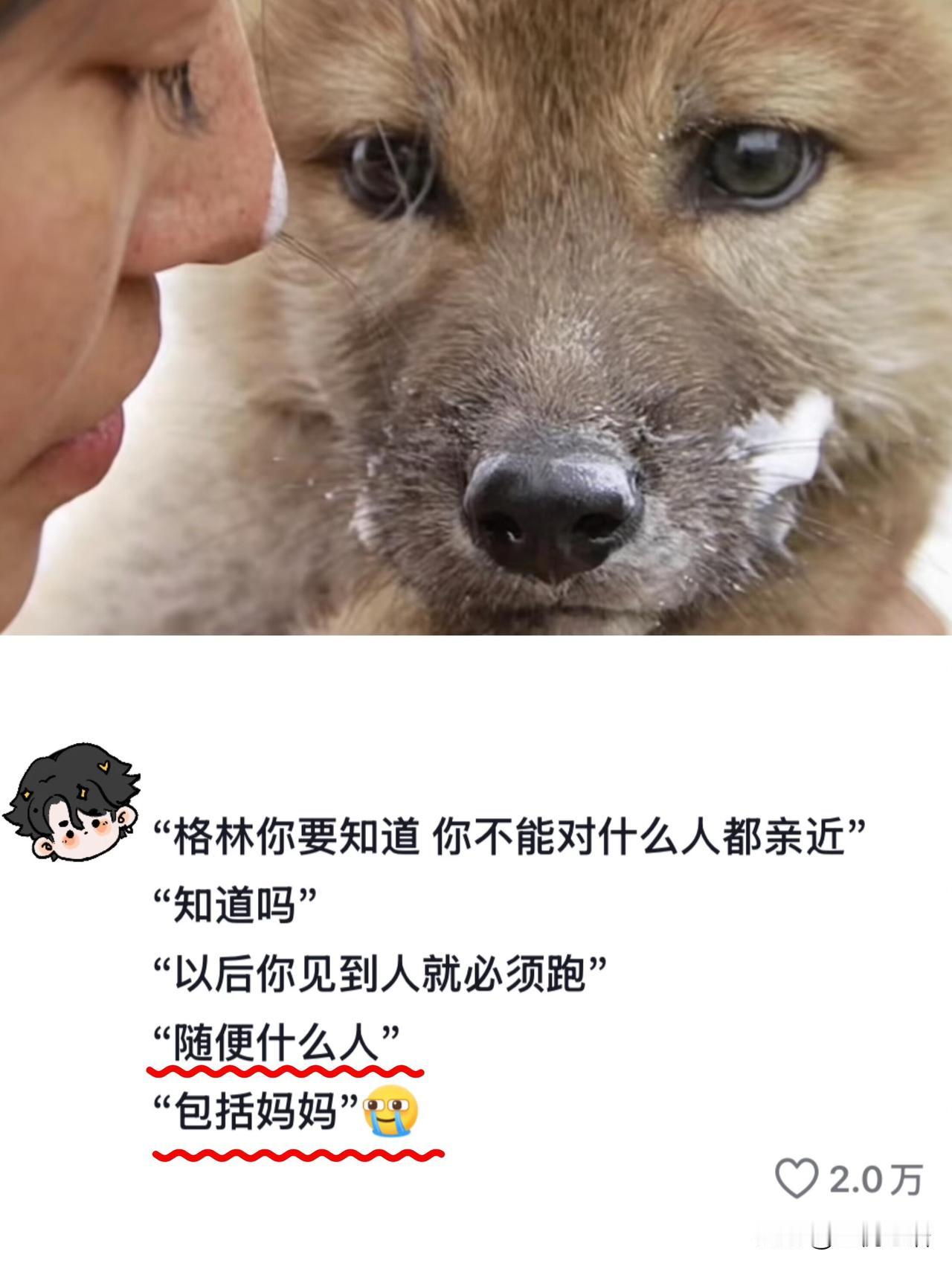 从2016纪录片认识格林，
到2026《重返狼群》上映
整整16年过去了，
还是