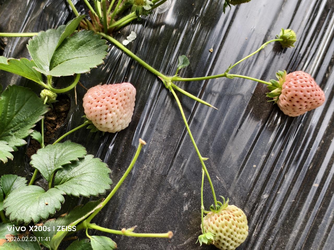 今天去了一个采摘园，采摘园里的草莓是真好吃，采摘结束后，称了一下草莓，一斤要35