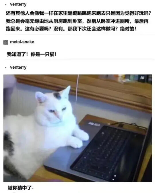 关于小猫咪的梗图🦴
