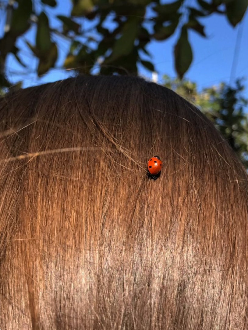 🐞 
