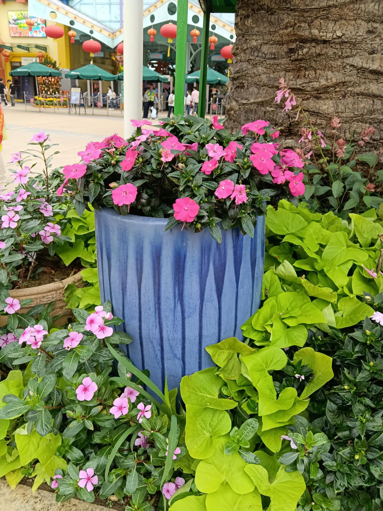 有没有漂亮的花朵图片吗