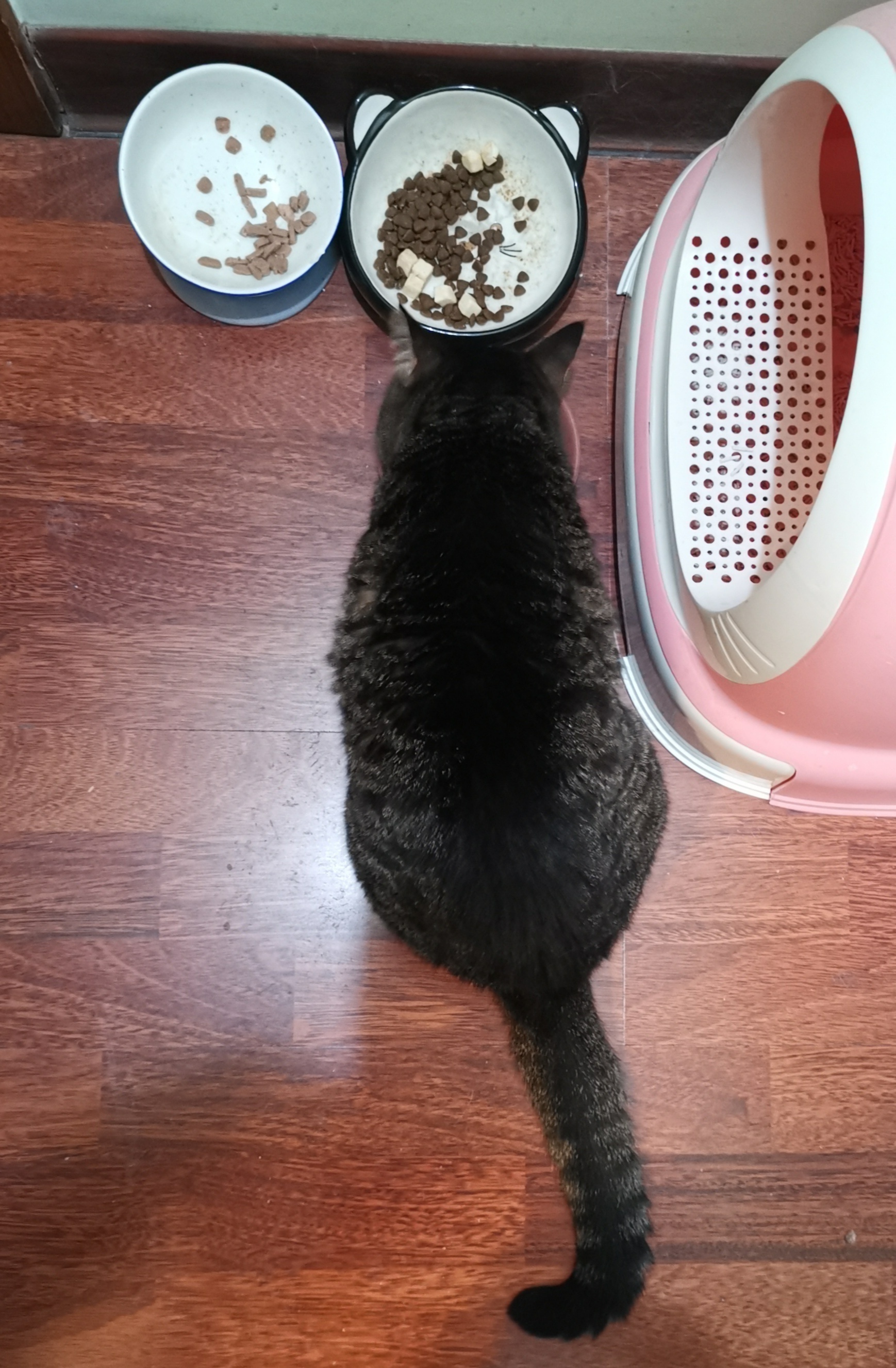猫宁。今日多帅用餐，强弟思考。一日二猫，洋猫前进，中猫露脸。